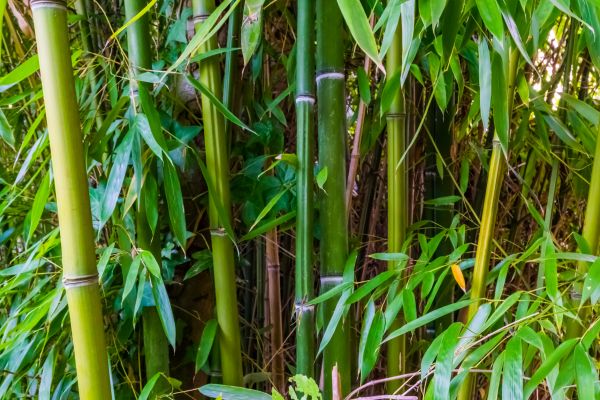 Bamboo Trimming in Alpharetta