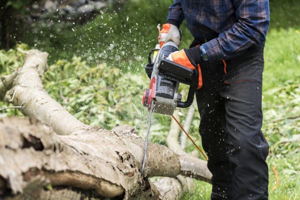Branch Removal Service in Alpharetta
