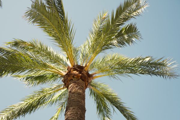Palm Tree Pruning in Alpharetta