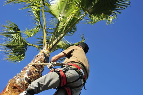 Palm Tree Trimming in Alpharetta