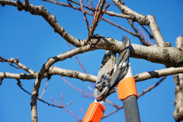 Residential Tree Service in Alpharetta