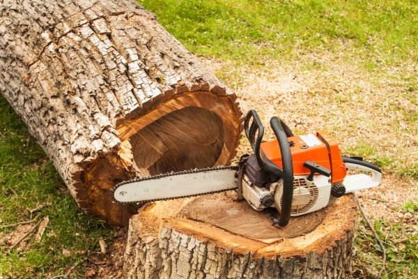 Tree Cutting Service in Alpharetta