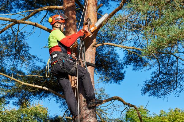 Tree Service in Alpharetta