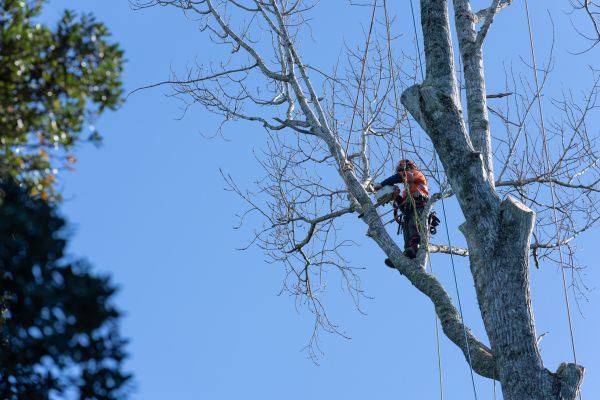 Tree Topping Service in Alpharetta