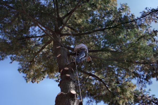Trimming Service in Alpharetta