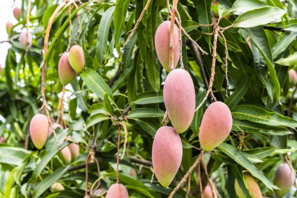 Mango Tree Trimming in Alpharetta
