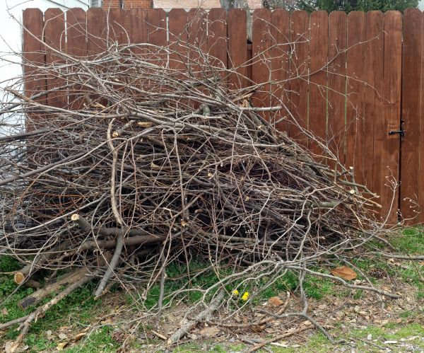 Dead Branch Removal in Alpharetta