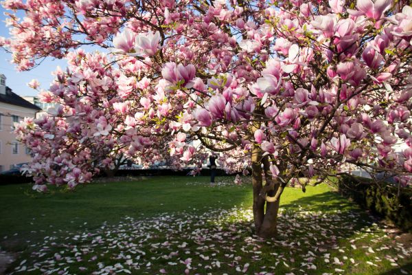 Ornamental Tree Pruning in Alpharetta