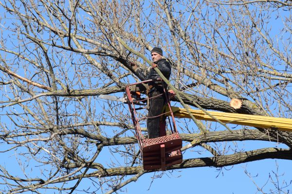 Emergency Tree Trimming in Alpharetta