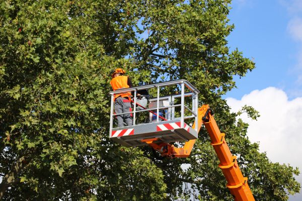 Commercial Tree Service in Alpharetta