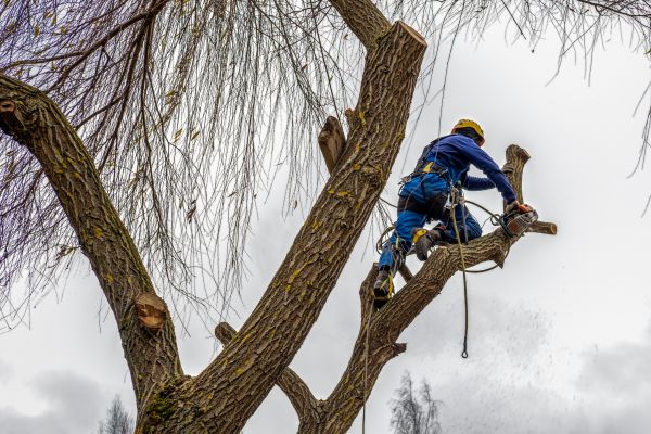 Tree Maintenance Service in Alpharetta