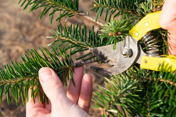 Pine Tree Pruning in Alpharetta