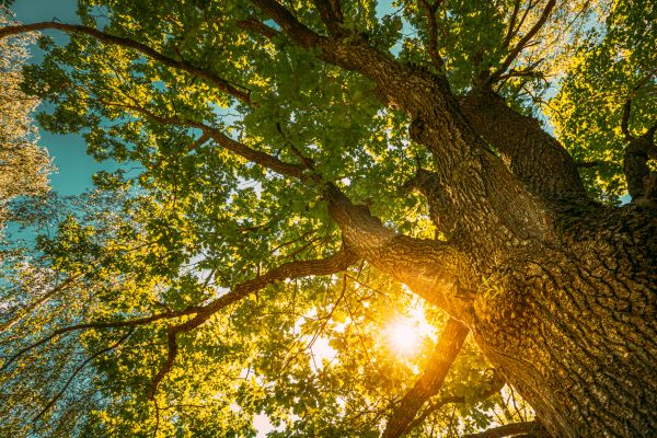 Oak Tree Pruning in Alpharetta