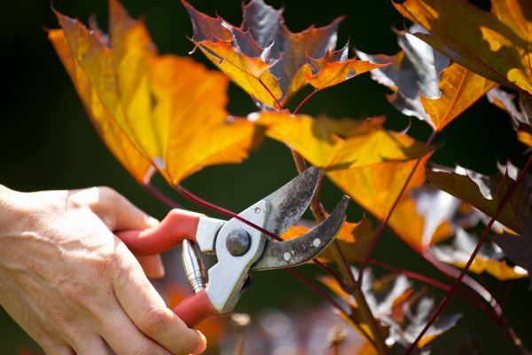Maple Tree Pruning in Alpharetta