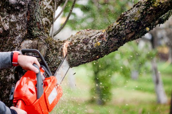 Tree Limbs Removal in Alpharetta