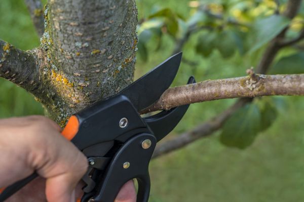 Tree Limb Cutting in Alpharetta