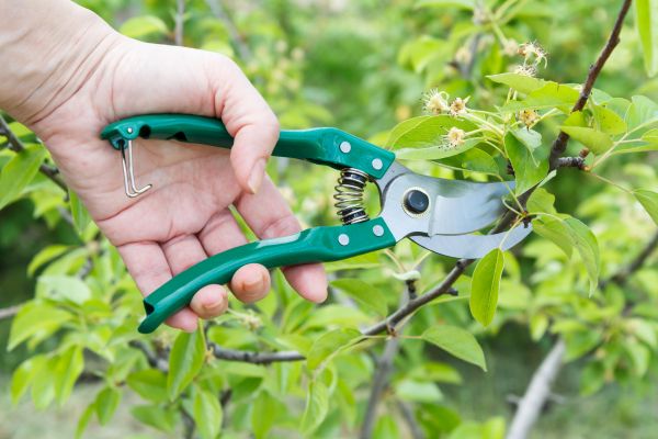 Pear Tree Pruning in Alpharetta
