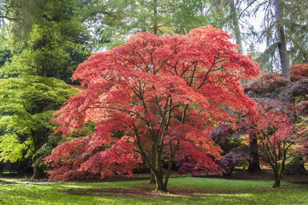 Japanese Maple Pruning in Alpharetta