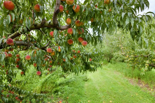 Peach Tree Pruning in Alpharetta