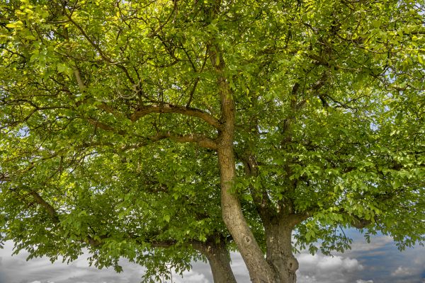 Walnut Tree Trimming in Alpharetta