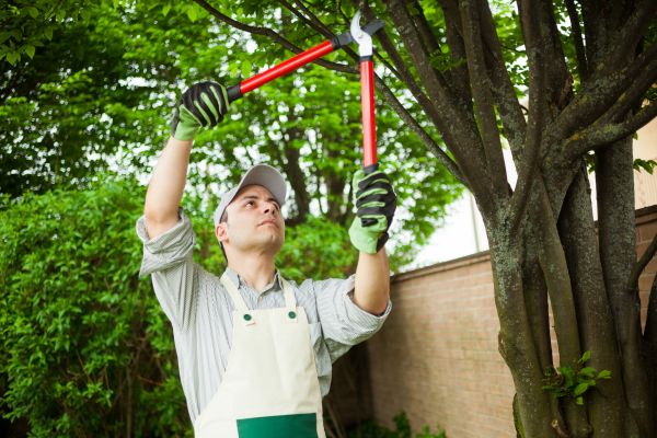 Tree Limb Pruning in Alpharetta
