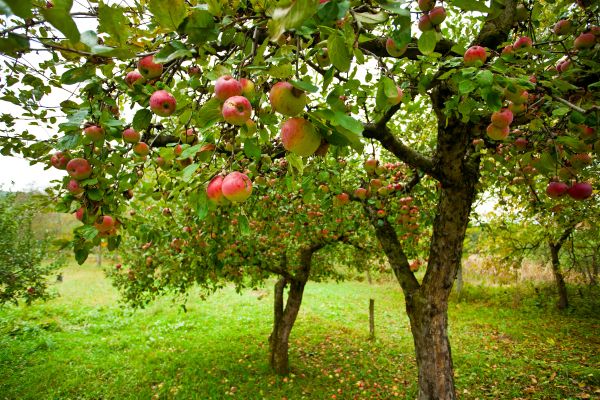 Apple Tree Pruning in Alpharetta