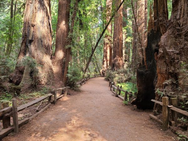 Redwood Tree Pruning in Alpharetta