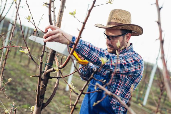 Orchard Tree Pruning in Alpharetta