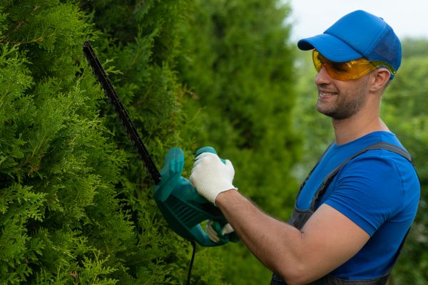 Tree Shaping Service in Alpharetta