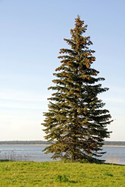 Spruce Tree Pruning in Alpharetta