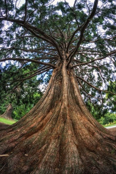 Cedar Tree Pruning in Alpharetta