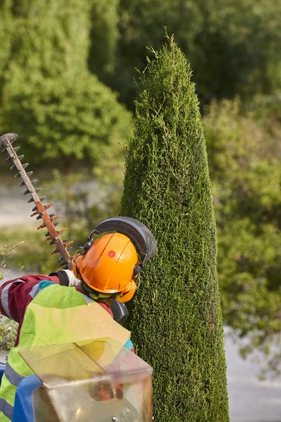 Cypress Tree Trimming in Alpharetta