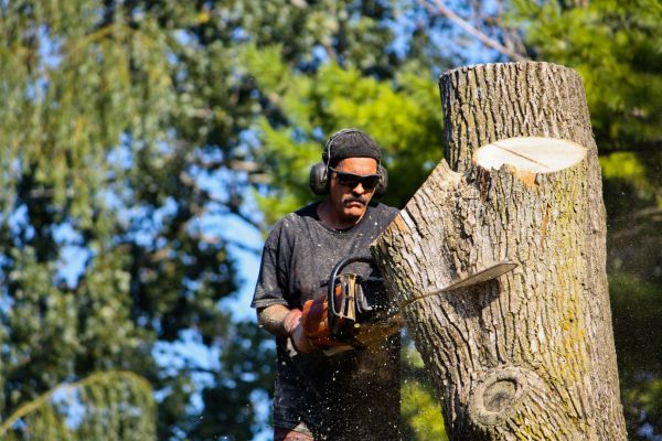 Ash Tree Pruning in Alpharetta
