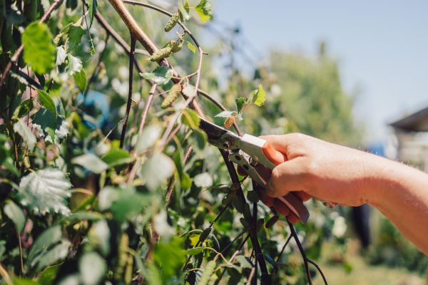Birch Tree Pruning in Alpharetta