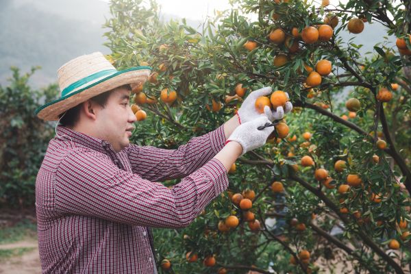 Orange Tree Pruning in Alpharetta