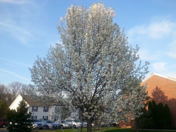 Bradford Pear Tree Pruning in Alpharetta