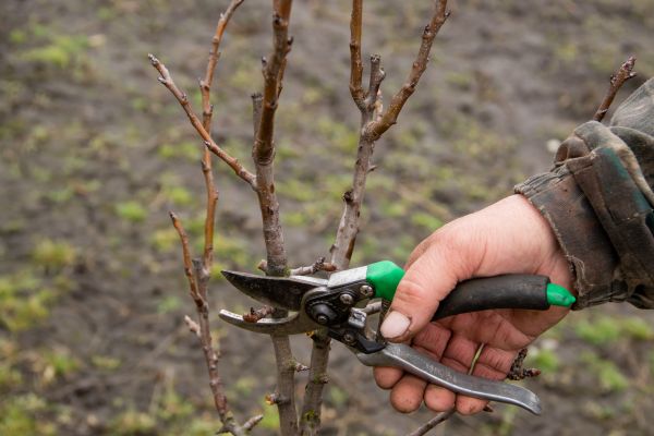 Pear Trees Pruning in Alpharetta