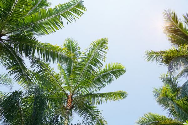 Queen Palm Tree Trimming in Alpharetta