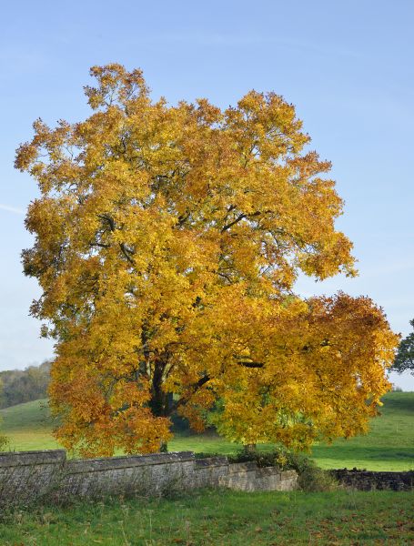 Hickory Tree Trimming in Alpharetta