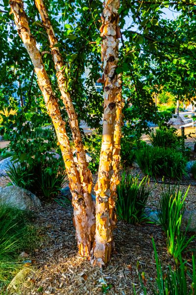 River Birch Trimming in Alpharetta