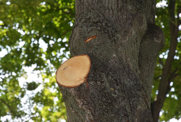 Limb Cutting in Alpharetta