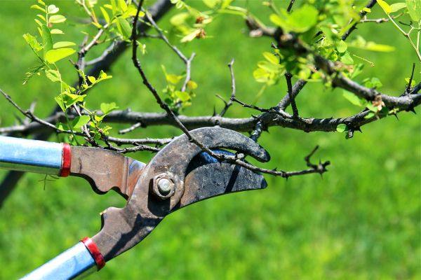 Branches Pruning in Alpharetta
