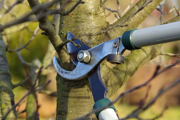 Tree Limb Trimming Service in Alpharetta