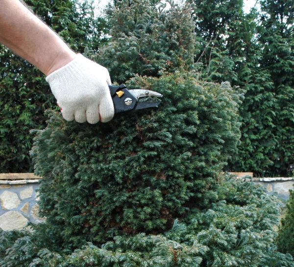 Ornamental Tree Trimming in Alpharetta