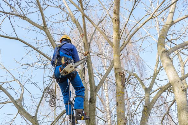 Large Tree Trimming in Alpharetta