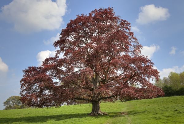 Beech Tree Pruning in Alpharetta