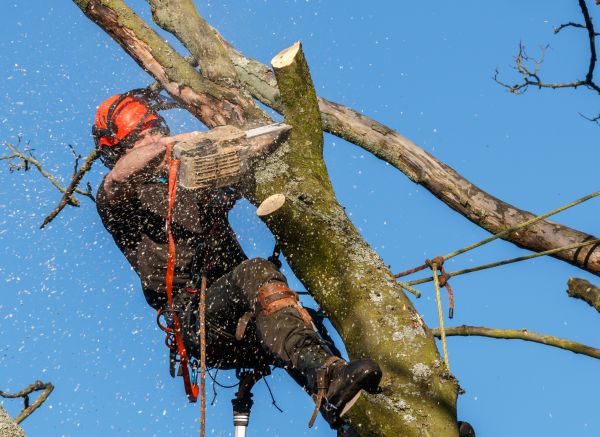 Tree Trimming Service in Alpharetta