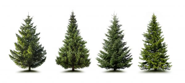 Cost of Pine Tree Trimming in Alpharetta