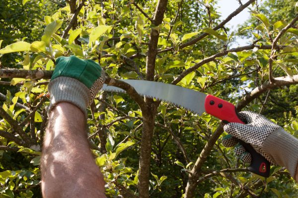 Apple Tree Trimming in Alpharetta
